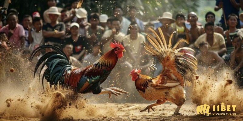 Mẹo cá cược đá gà cựa sắt cho kê thủ