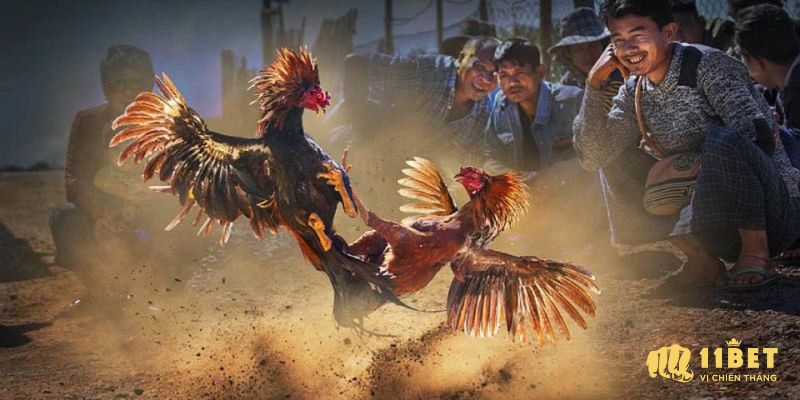 Ưu điểm khi tham gia chọi gà cựa sắt